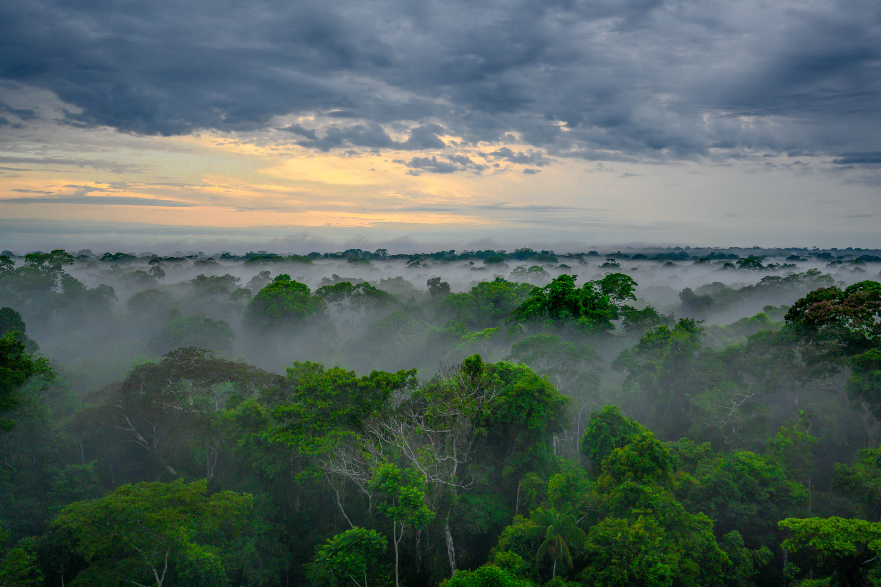 Fog over rainforest Peru Early in the morning, a wisp of fog often still hangs over the giant trees in the tropical rainforest.